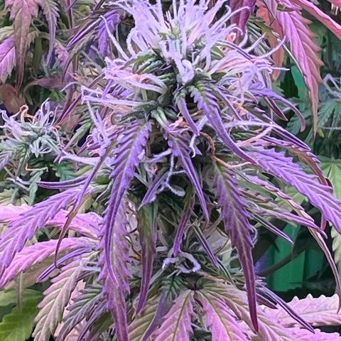 Forbidden Cherry Auto growlog timeline photo
