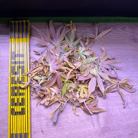 Forbidden Cherry Auto growlog timeline photo