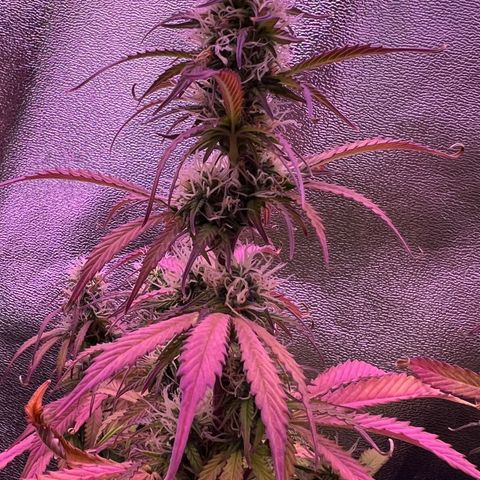 Forbidden Cherry Auto growlog timeline photo
