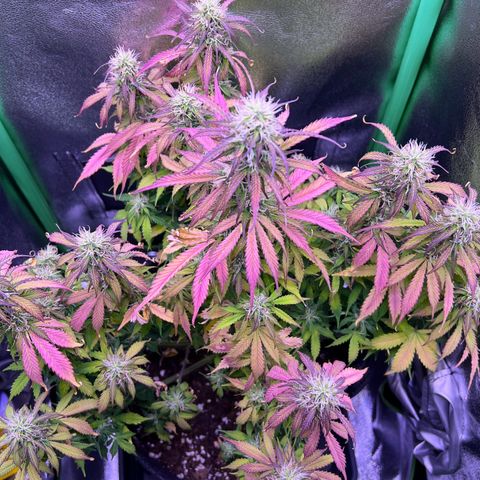 Forbidden Cherry Auto growlog timeline photo