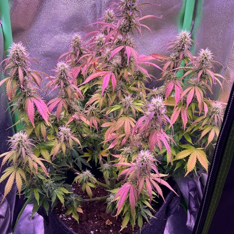 Forbidden Cherry Auto growlog timeline photo