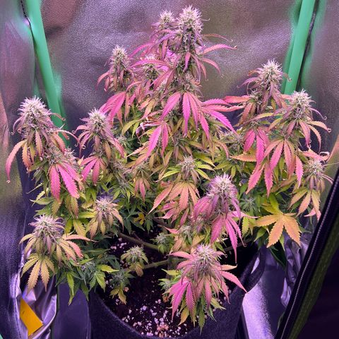 Forbidden Cherry Auto growlog timeline photo