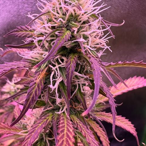Forbidden Cherry Auto growlog timeline photo