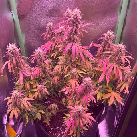 Forbidden Cherry Auto growlog timeline photo