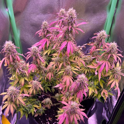 Forbidden Cherry Auto growlog timeline photo