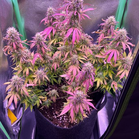 Forbidden Cherry Auto growlog timeline photo