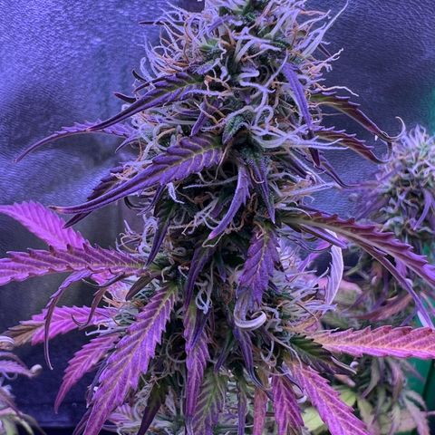 Forbidden Cherry Auto growlog timeline photo