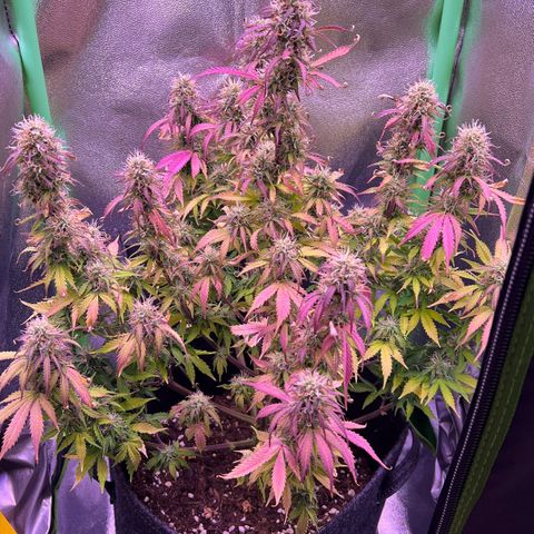 Forbidden Cherry Auto growlog timeline photo