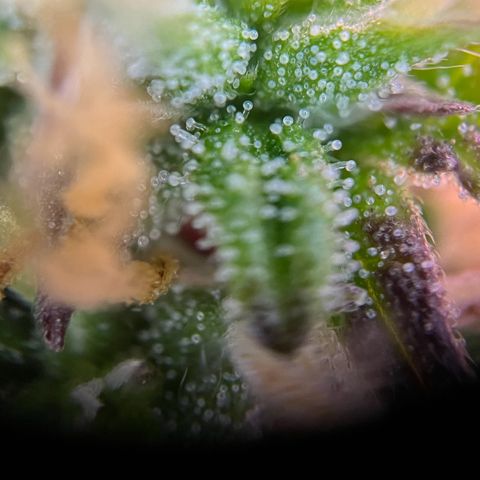 Forbidden Cherry Auto growlog timeline photo