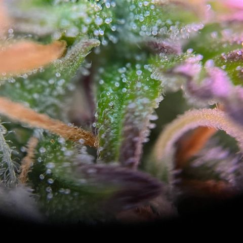 Forbidden Cherry Auto growlog timeline photo