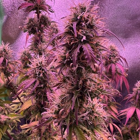 Forbidden Cherry Auto growlog timeline photo