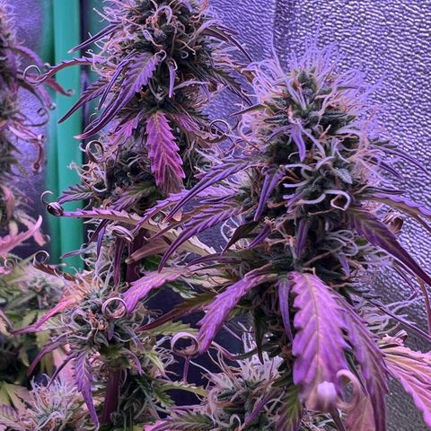 Forbidden Cherry Auto growlog timeline photo