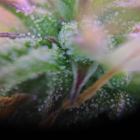 Forbidden Cherry Auto growlog timeline photo