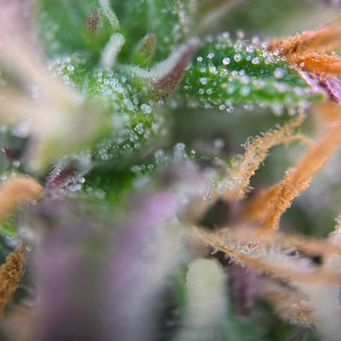 Forbidden Cherry Auto growlog timeline photo