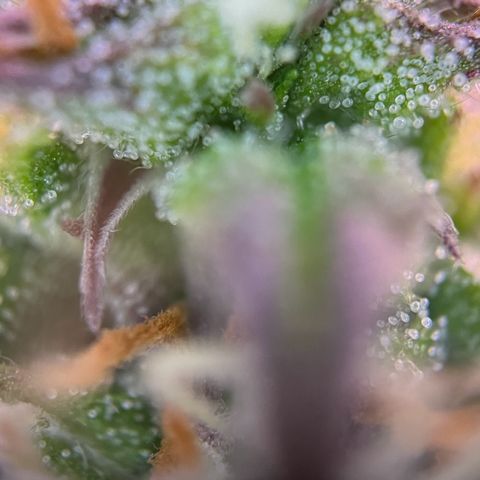 Forbidden Cherry Auto growlog timeline photo