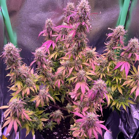 Forbidden Cherry Auto growlog timeline photo