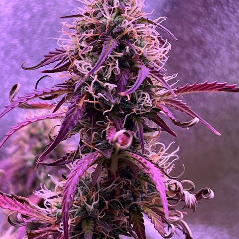 Forbidden Cherry Auto growlog timeline photo