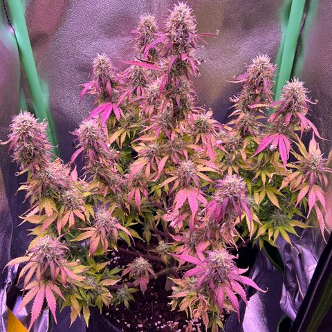 Forbidden Cherry Auto growlog timeline photo