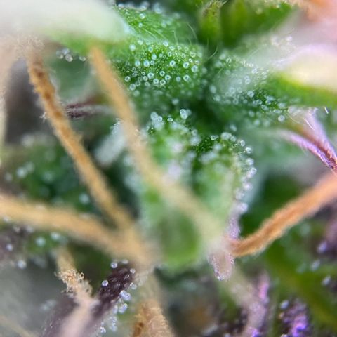 Forbidden Cherry Auto growlog timeline photo