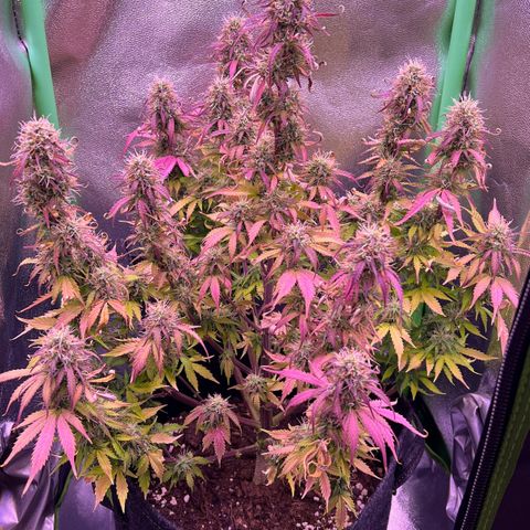 Forbidden Cherry Auto growlog timeline photo