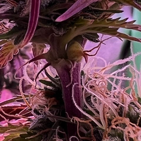 Forbidden Cherry Auto growlog timeline photo