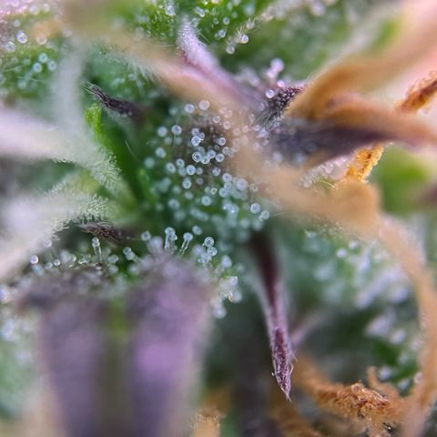 Forbidden Cherry Auto growlog timeline photo