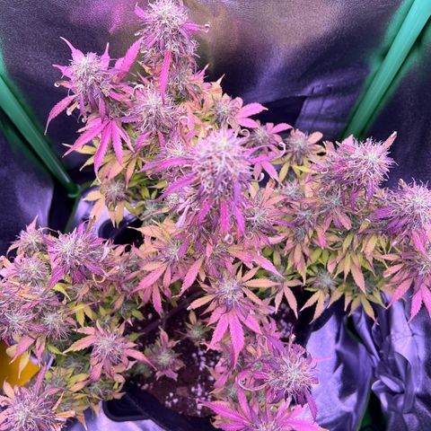 Forbidden Cherry Auto growlog timeline photo