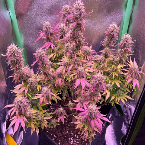 Forbidden Cherry Auto growlog timeline photo