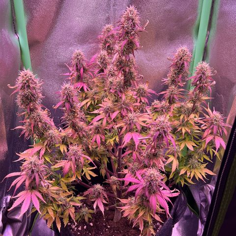 Forbidden Cherry Auto growlog timeline photo