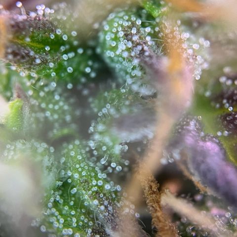Forbidden Cherry Auto growlog timeline photo