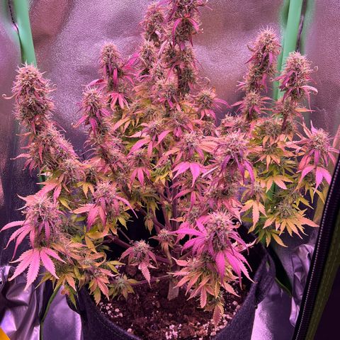 Forbidden Cherry Auto growlog timeline photo