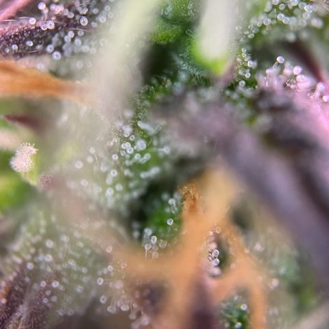 Forbidden Cherry Auto growlog timeline photo