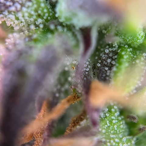 Forbidden Cherry Auto growlog timeline photo