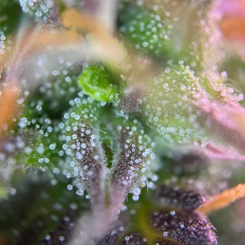 Forbidden Cherry Auto growlog timeline photo