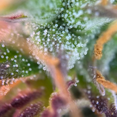 Forbidden Cherry Auto growlog timeline photo