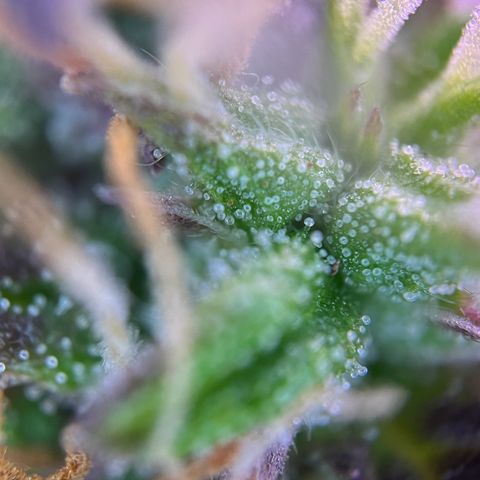 Forbidden Cherry Auto growlog timeline photo