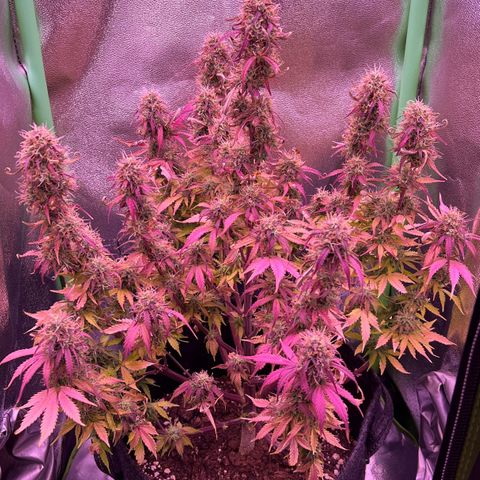 Forbidden Cherry Auto growlog timeline photo