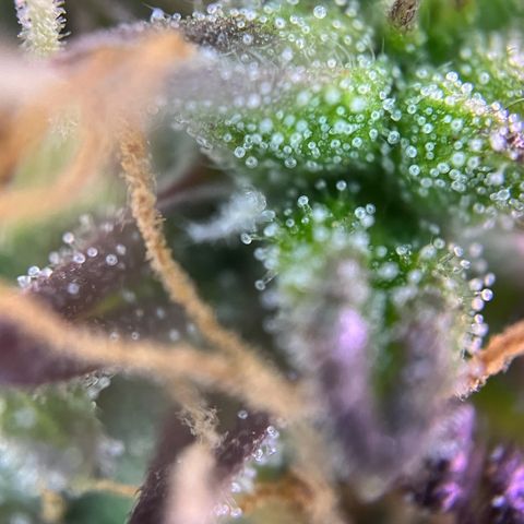 Forbidden Cherry Auto growlog timeline photo