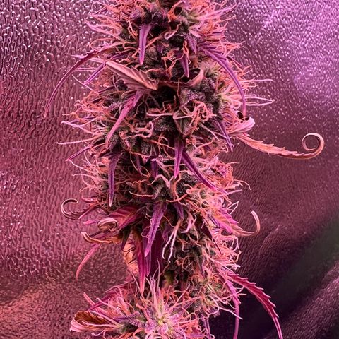 Forbidden Cherry Auto growlog timeline photo