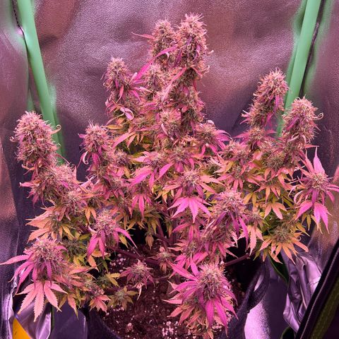 Forbidden Cherry Auto growlog timeline photo
