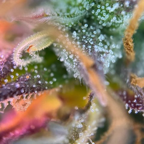 Forbidden Cherry Auto growlog timeline photo