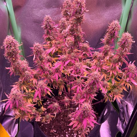 Forbidden Cherry Auto growlog timeline photo