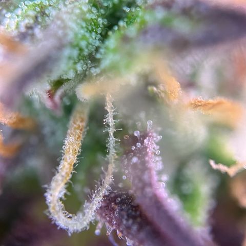Forbidden Cherry Auto growlog timeline photo