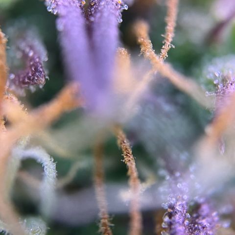 Forbidden Cherry Auto growlog timeline photo