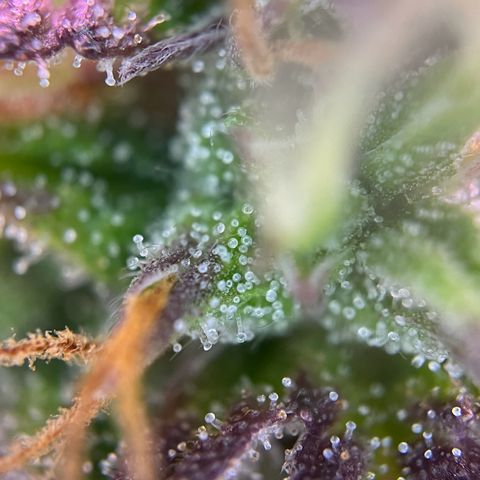 Forbidden Cherry Auto growlog timeline photo
