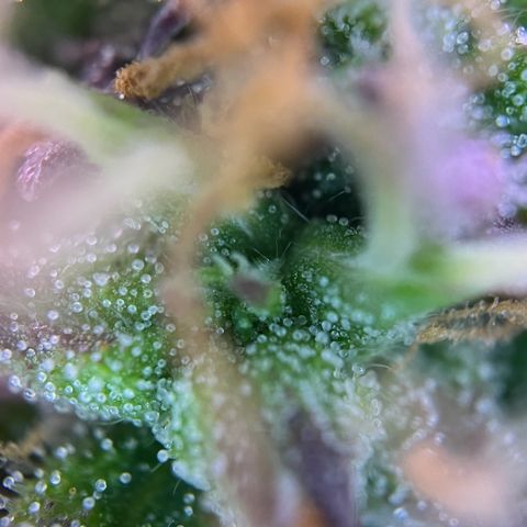 Forbidden Cherry Auto growlog timeline photo
