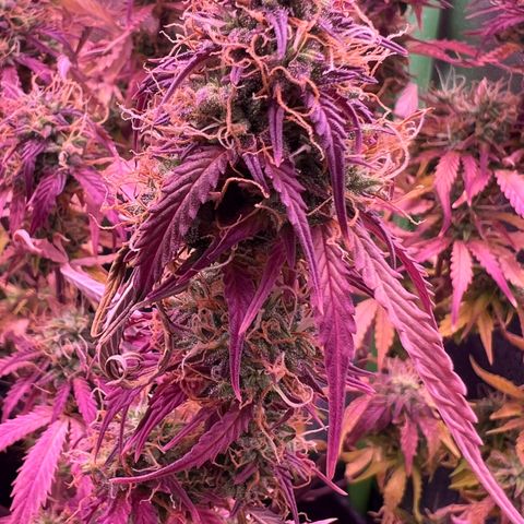 Forbidden Cherry Auto growlog timeline photo