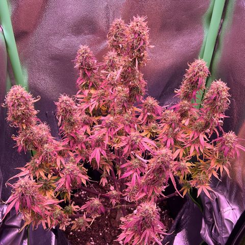 Forbidden Cherry Auto growlog timeline photo