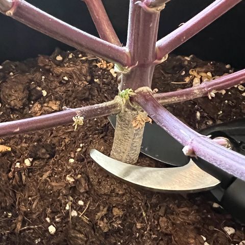 Forbidden Cherry Auto growlog timeline photo