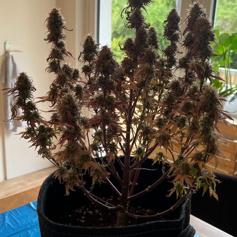 Forbidden Cherry Auto growlog timeline photo
